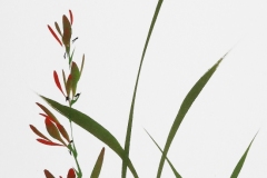 Sumi-e, painting, Beppe Mokuza, Zen, meditation, brush, ink, monk, art, consciousness, peace, rice paper, mind