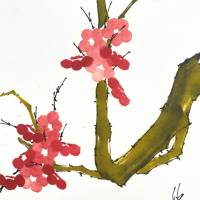 Primavera